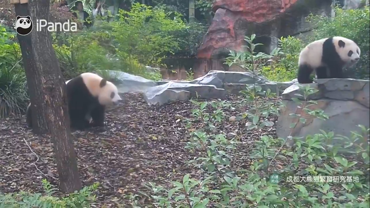 Transmisión en vivo de pandas. Foto: Captura iPanda.