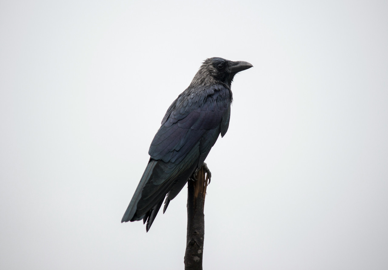 Cuervos. Foto: Unsplash.