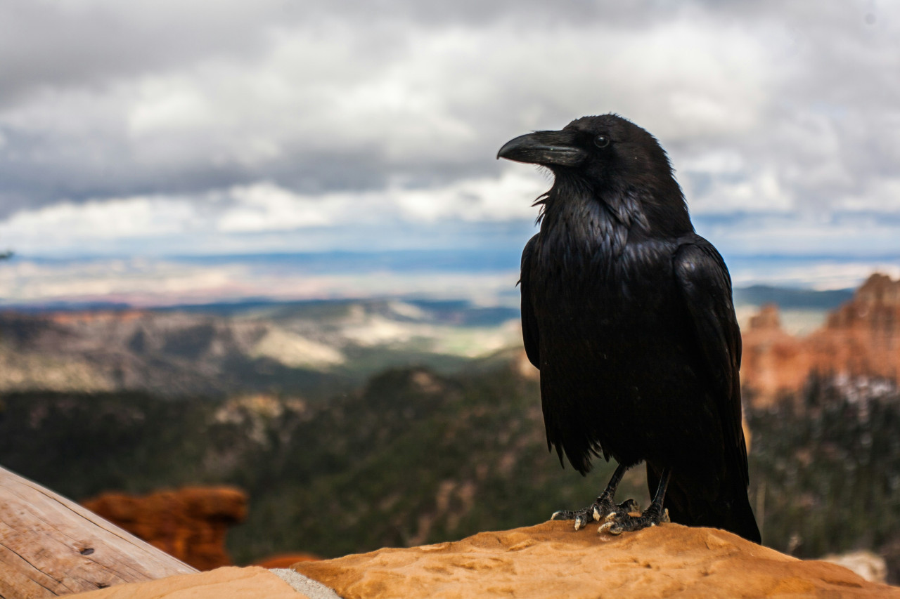 Cuervos. Foto: Unsplash.