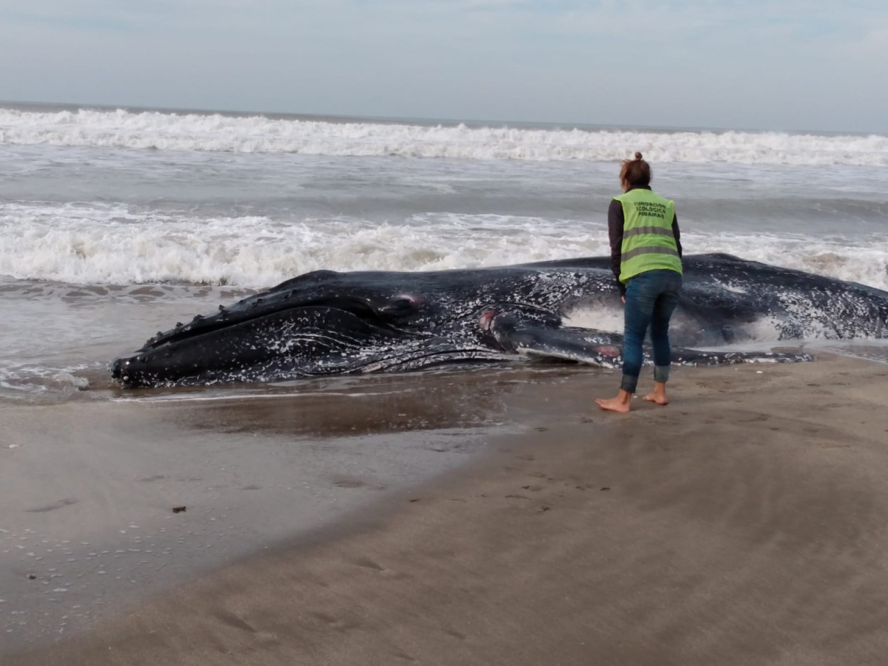 Ballenas jorobadas muertas. Foto: redes sociales