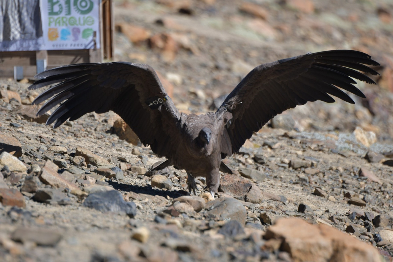 El momento en que liberan a la hembra Cóndor en Bolivia. Foto: Los Tiempos