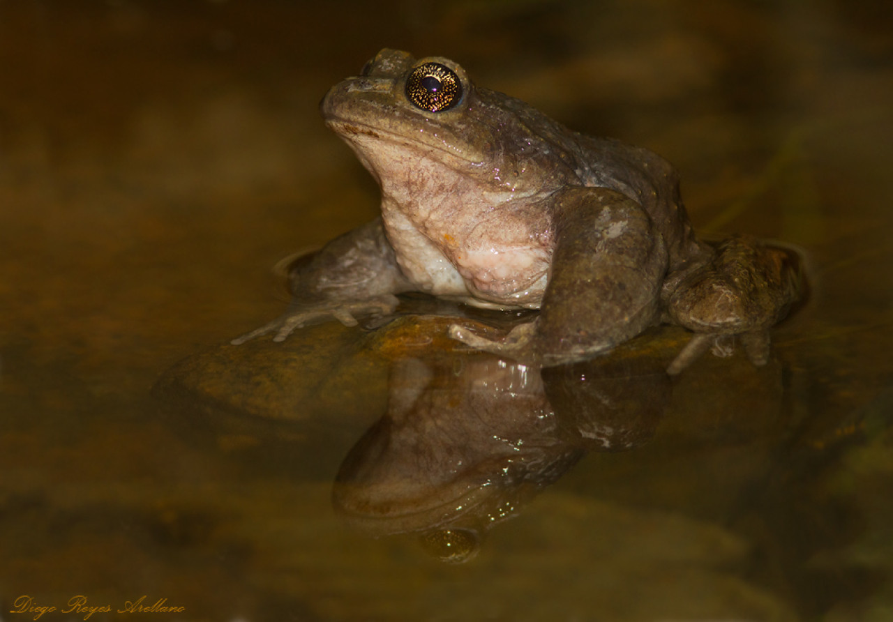 Sapo pecho espinoso de Puyehue. Foto: wikipedia.