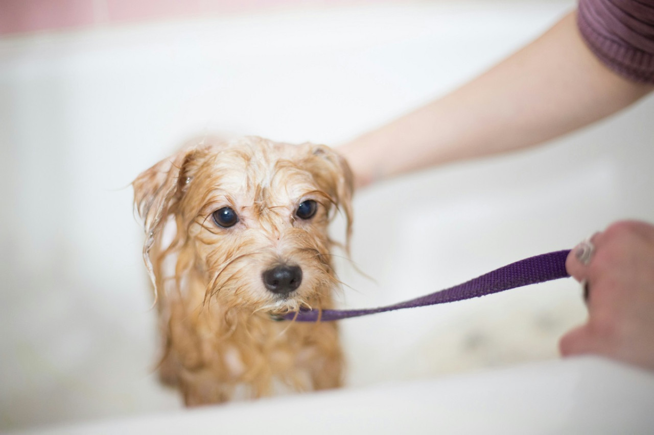 Bañar al perro. Foto: Unsplash