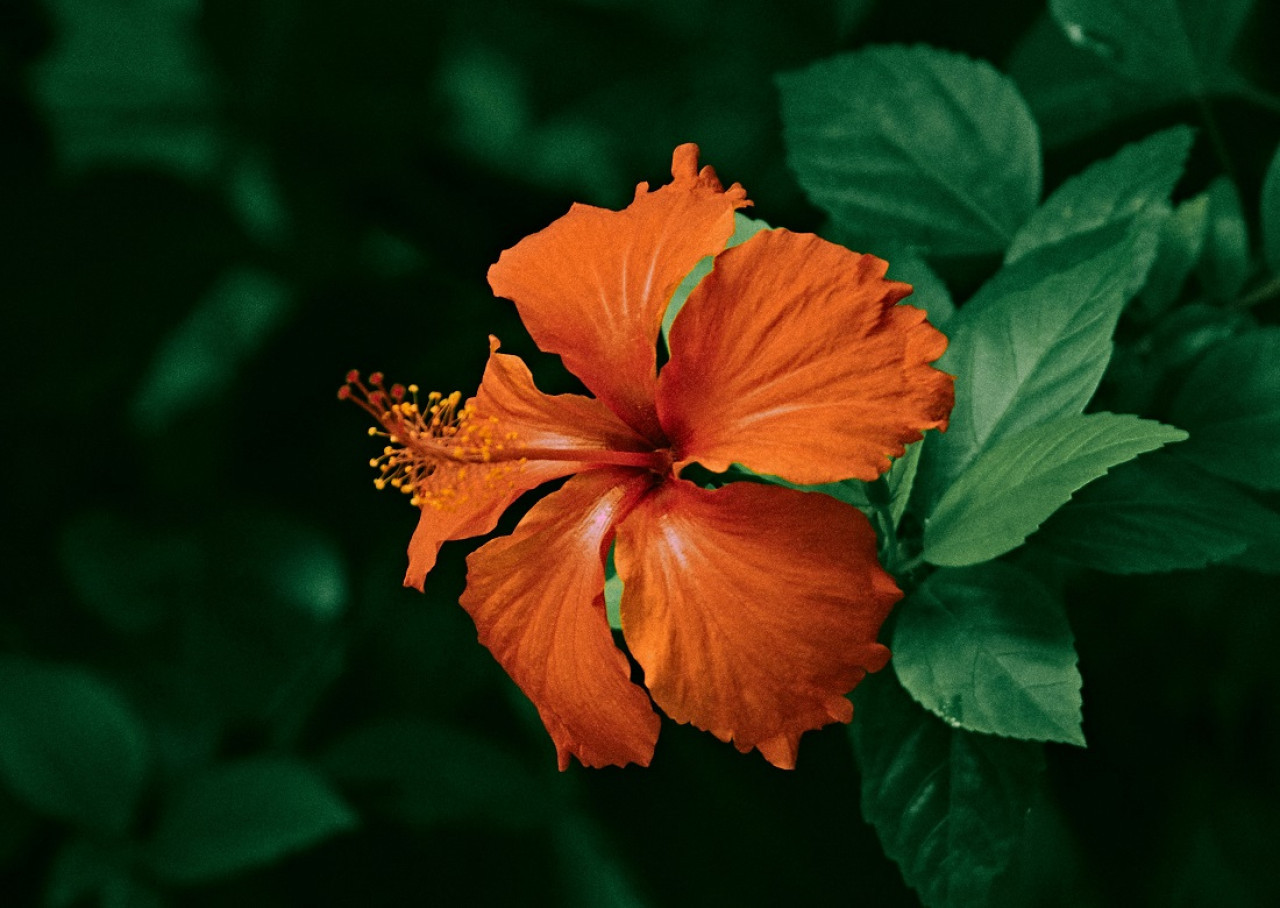 Planta de hibiscus. Foto: Unsplash.