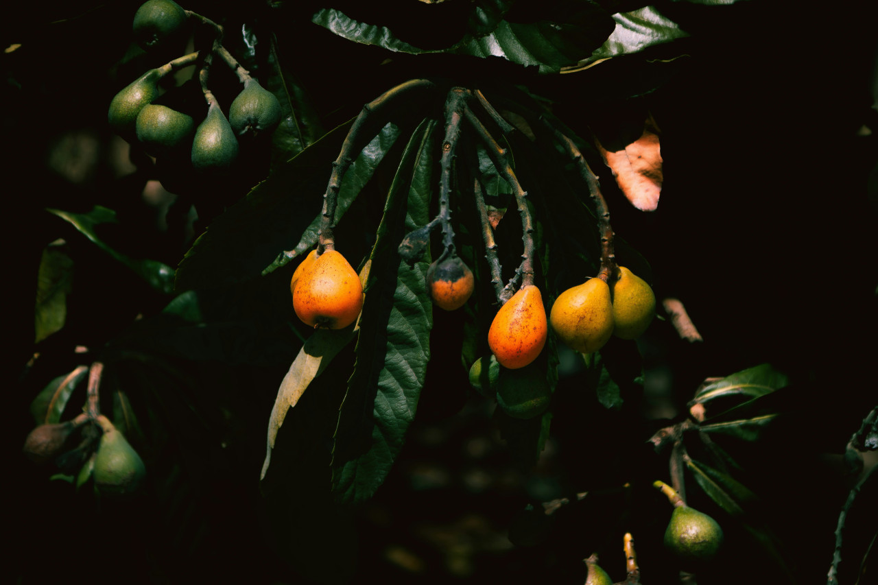 Árbol de níspero. Foto: Unsplash