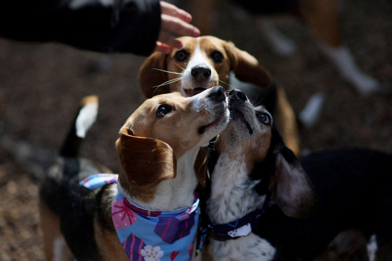 Perros; beagles; maltrato animal. Foto: Reuters.