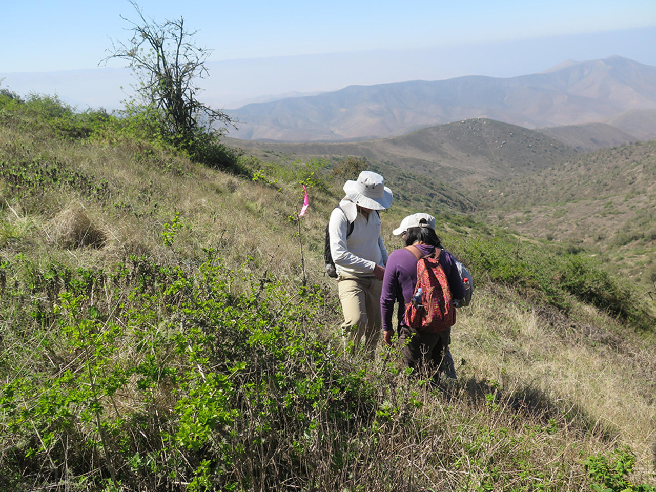 Trabajo para la recuperación de bosques tropicales secos en las zonas andinas. Foto: EFE.