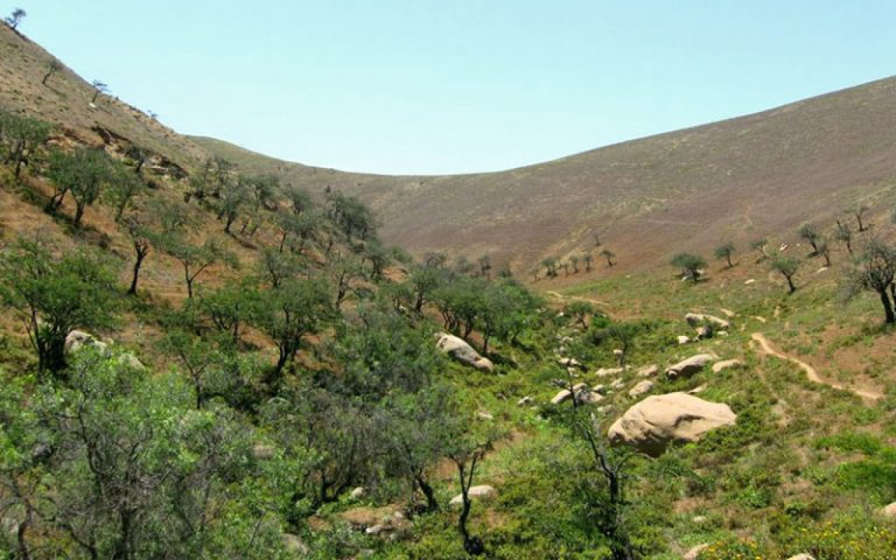 Las lomas de Atiquipa, donde se realizó el trabajo para la recuperación de bosques tropicales secos. Foto: Viva Arequipa.