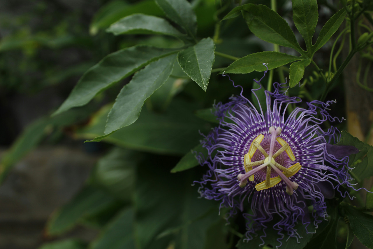 Pasiflora. Foto: Unsplash