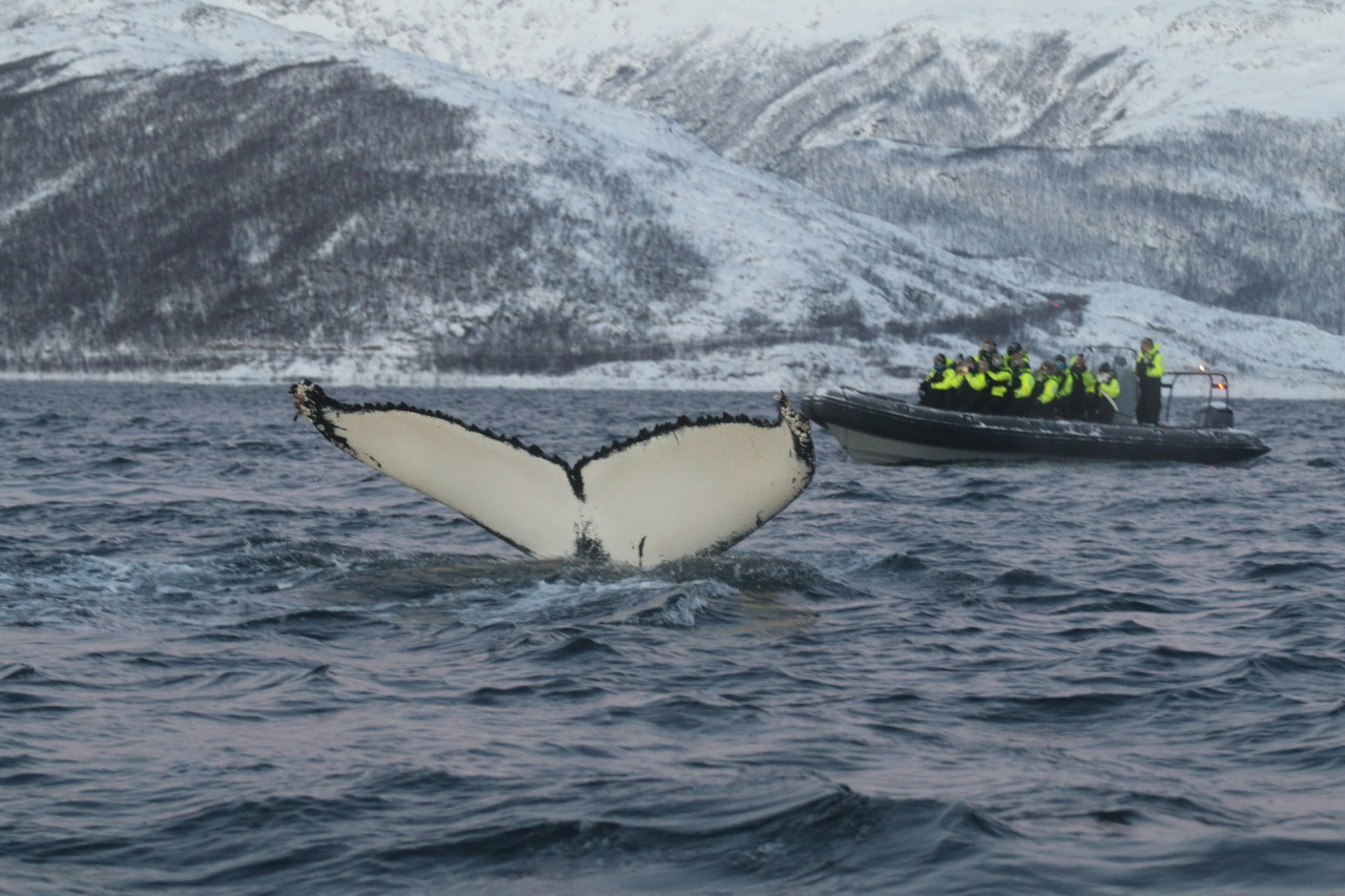 Orca. Foto Unsplash.