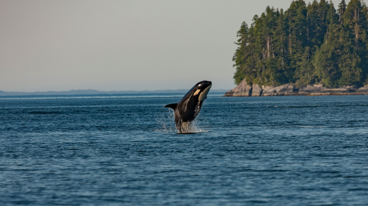 Orca. Foto Unsplash.