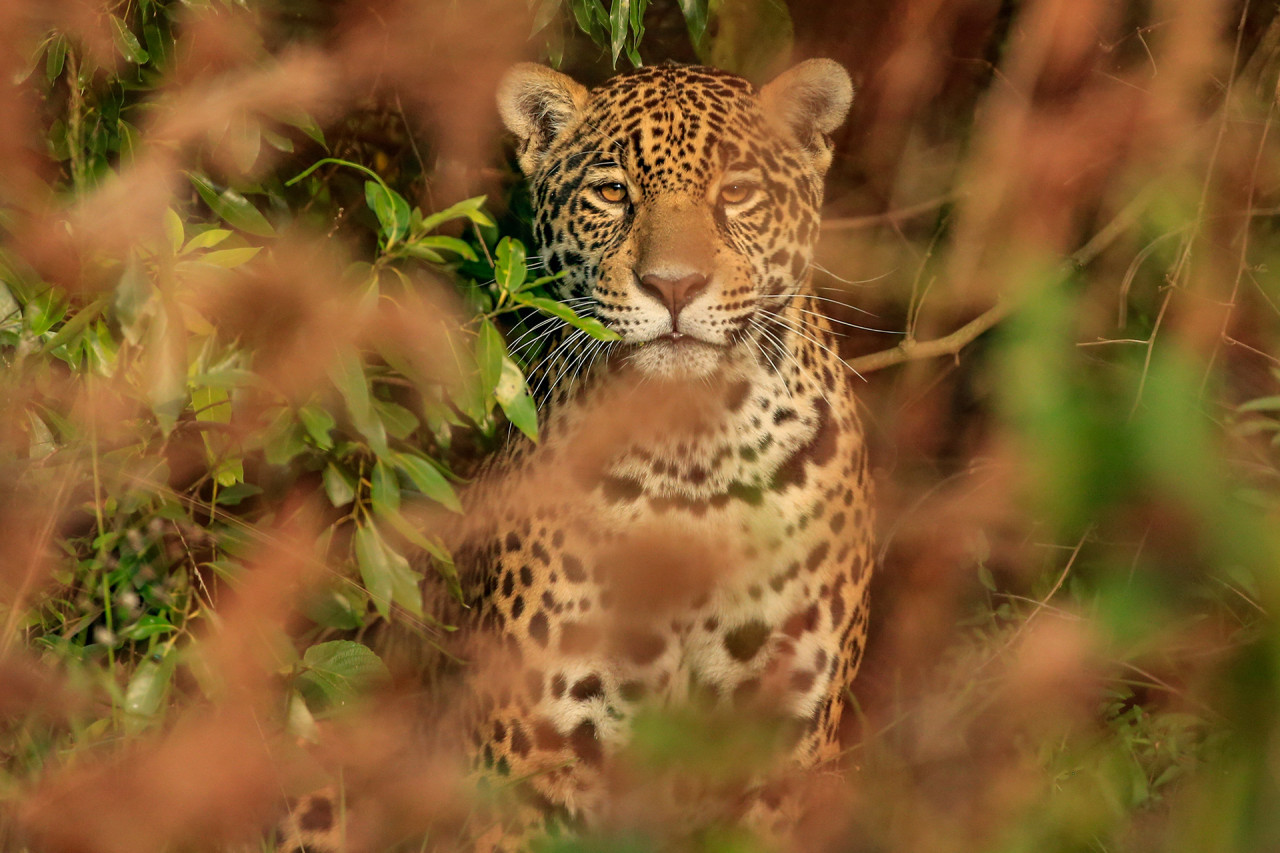 Yaguareté. Foto: X/@RewildingArg