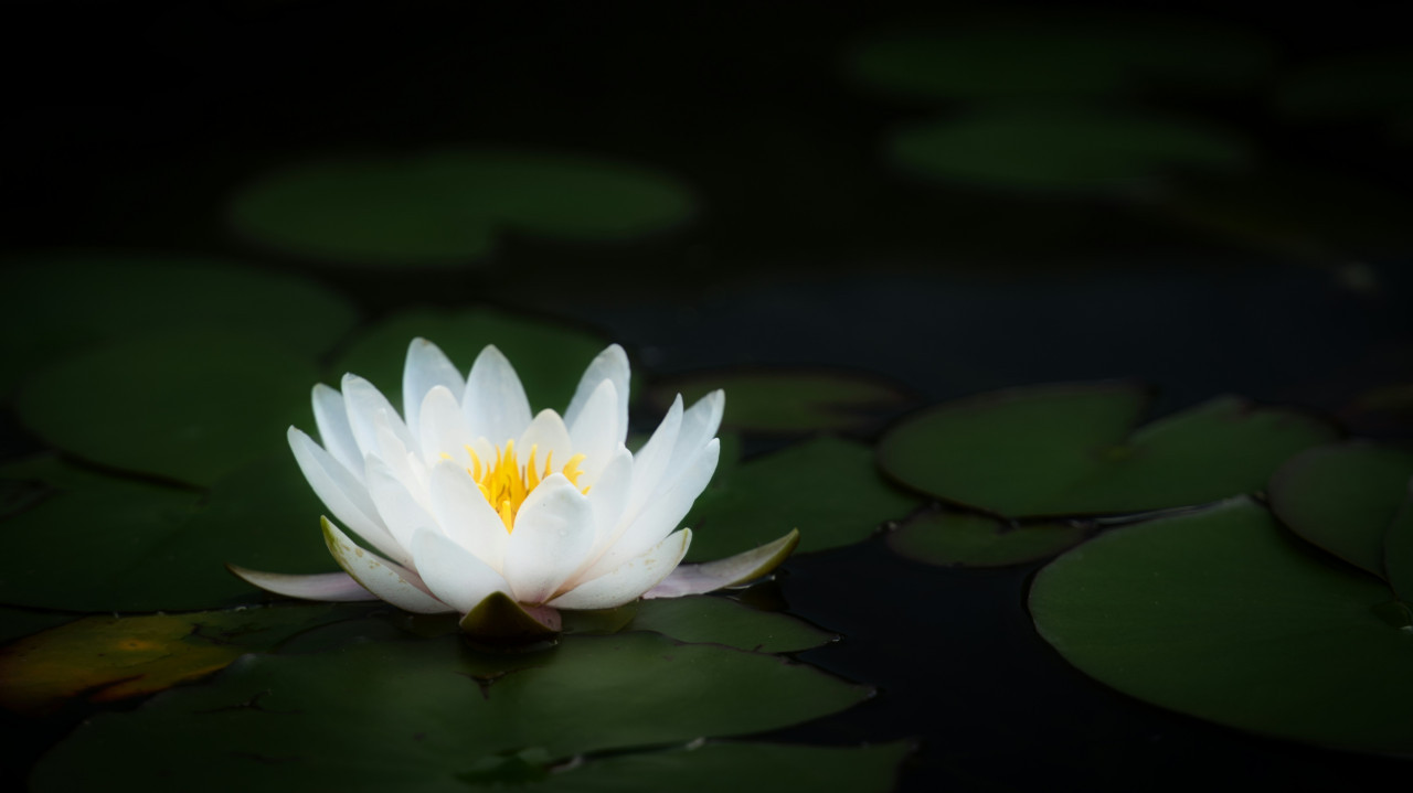 Lirio de agua. Foto: Unsplash