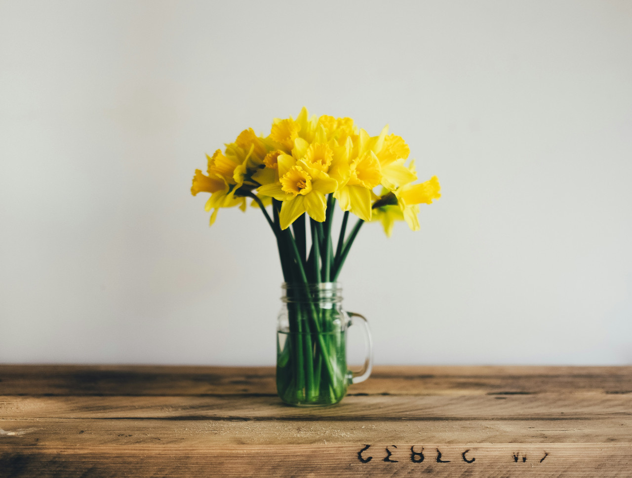 Narcisos. Foto: Unsplash