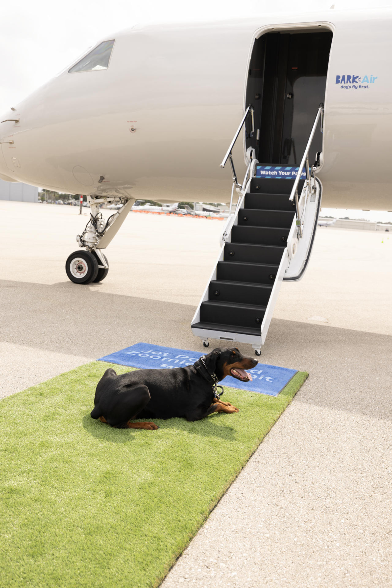 Aerolínea llamada "Air Ladrido" es una alternativa de lujo para perros viajeros. Foto: EFE.