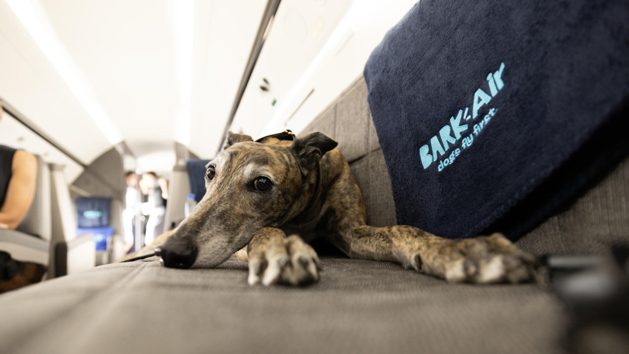 Aerolínea llamada "Air Ladrido" es una alternativa de lujo para perros viajeros. Foto: EFE.