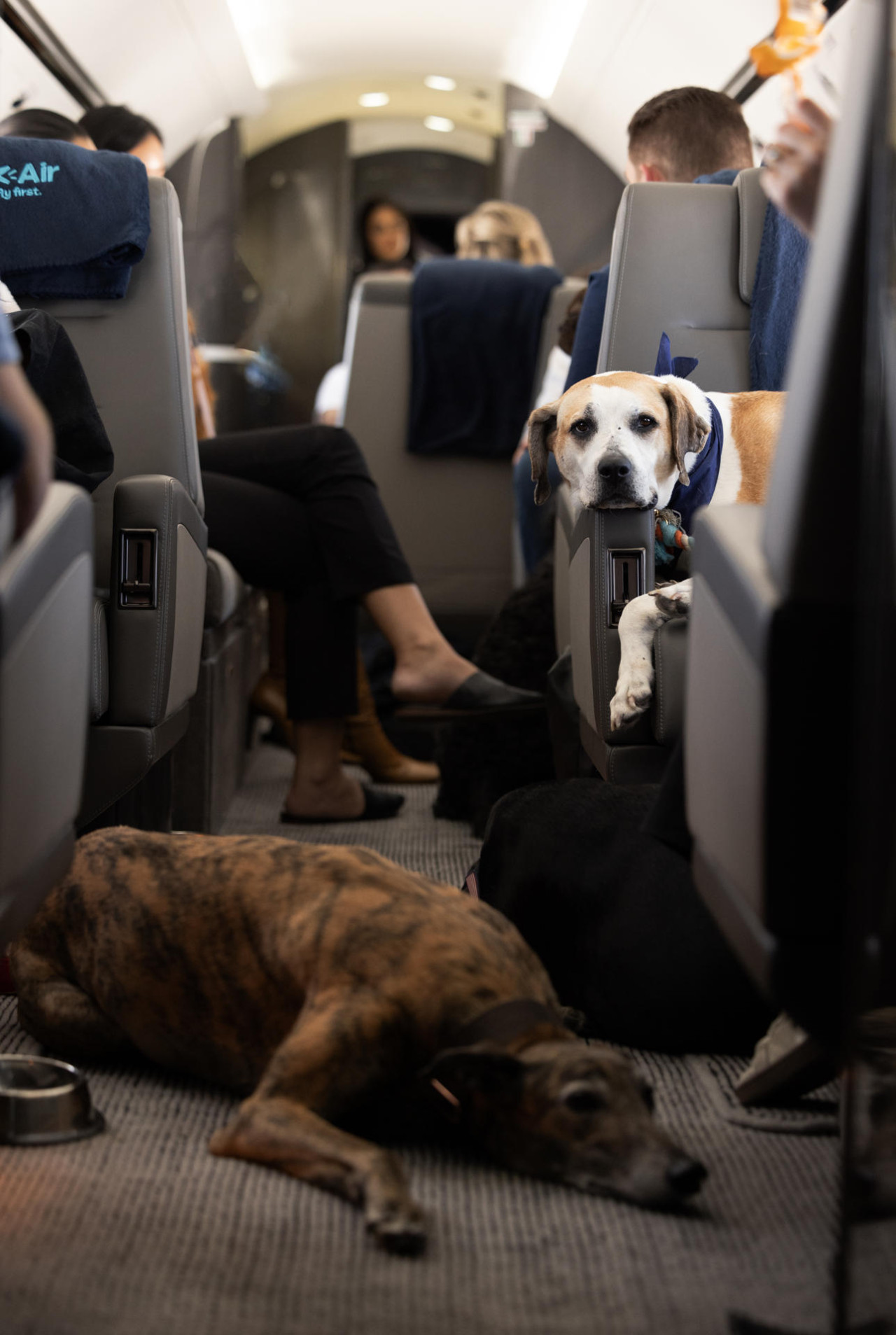 Aerolínea llamada "Air Ladrido" es una alternativa de lujo para perros viajeros. Foto: EFE.