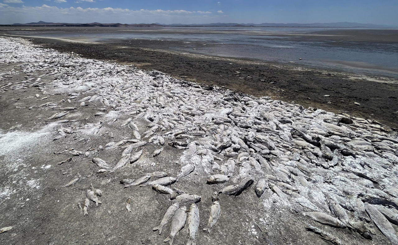 Sequía extrema en México produce la muerte de miles de peces. Foto: EFE.