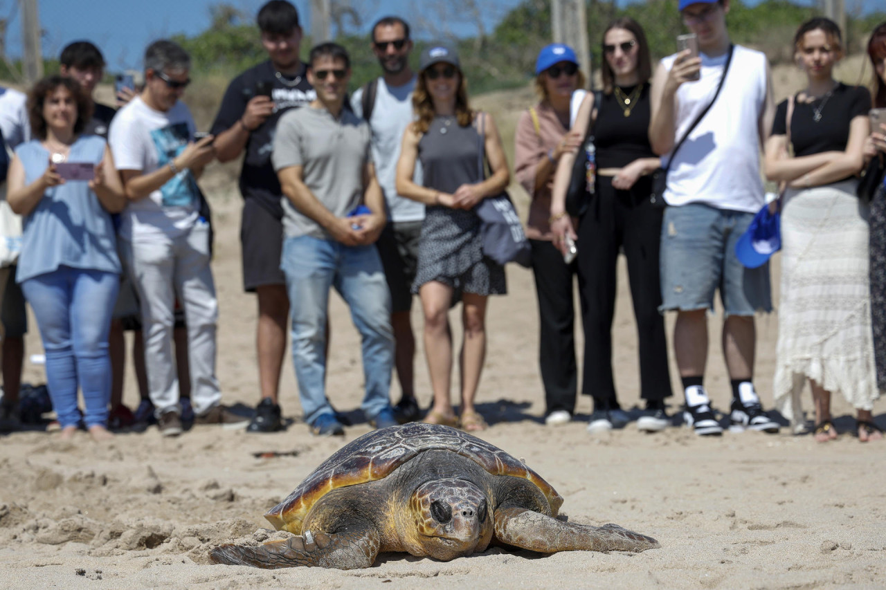 Tortugas marinas. Foto: EFE.