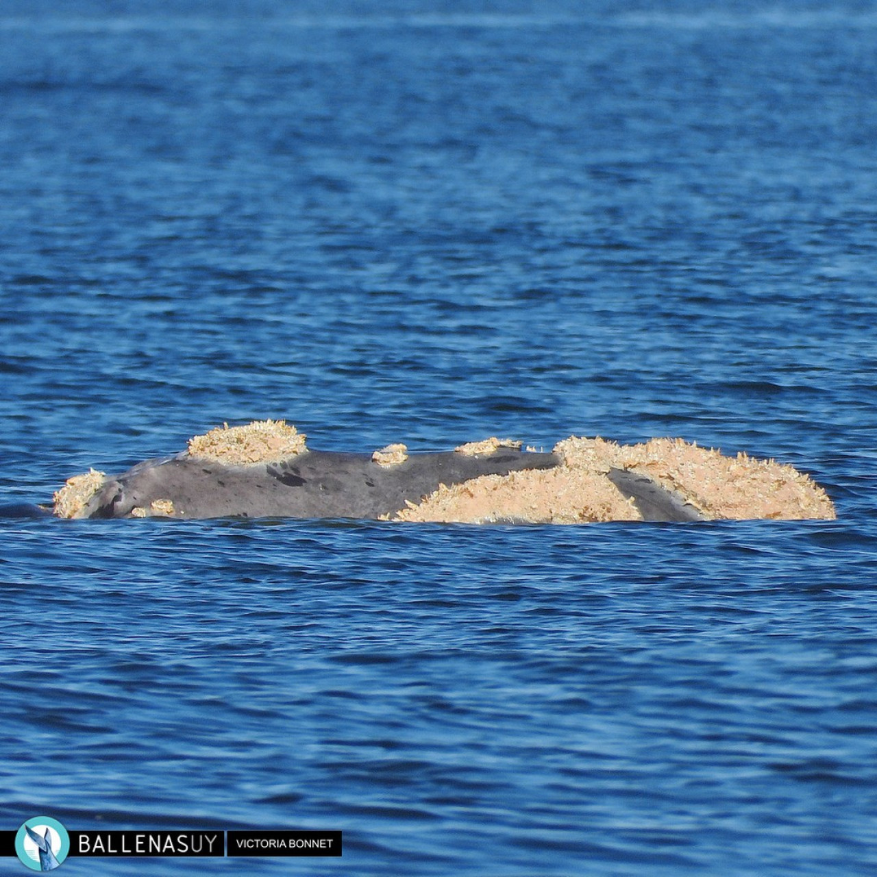 Ballena franca en el puerto de Punta del Este. Foto: Instagram/ballenasuy