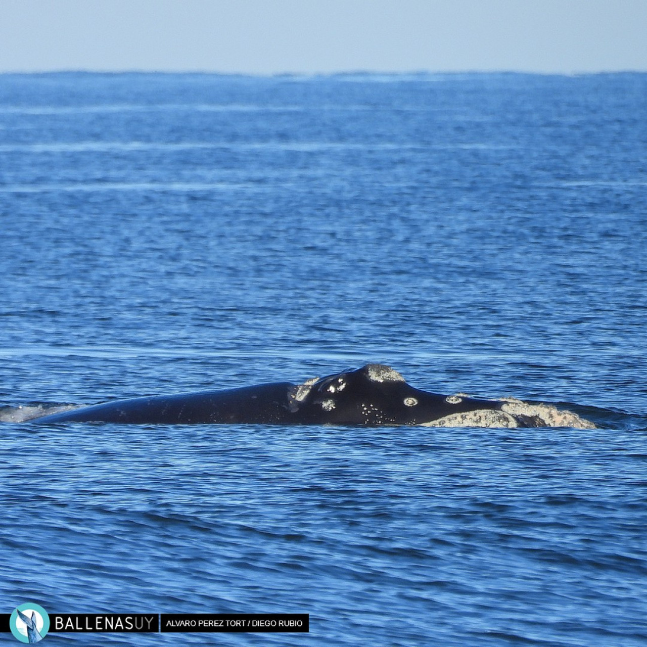 Ballena franca en el puerto de Punta del Este. Foto: Instagram/ballenasuy