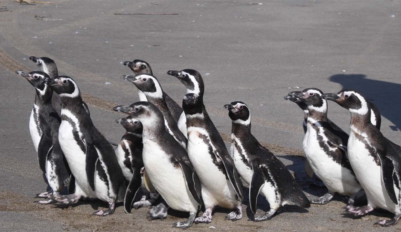 Pingüinos devueltos a su hábitat. Foto: X/Fundación Mundo Marino