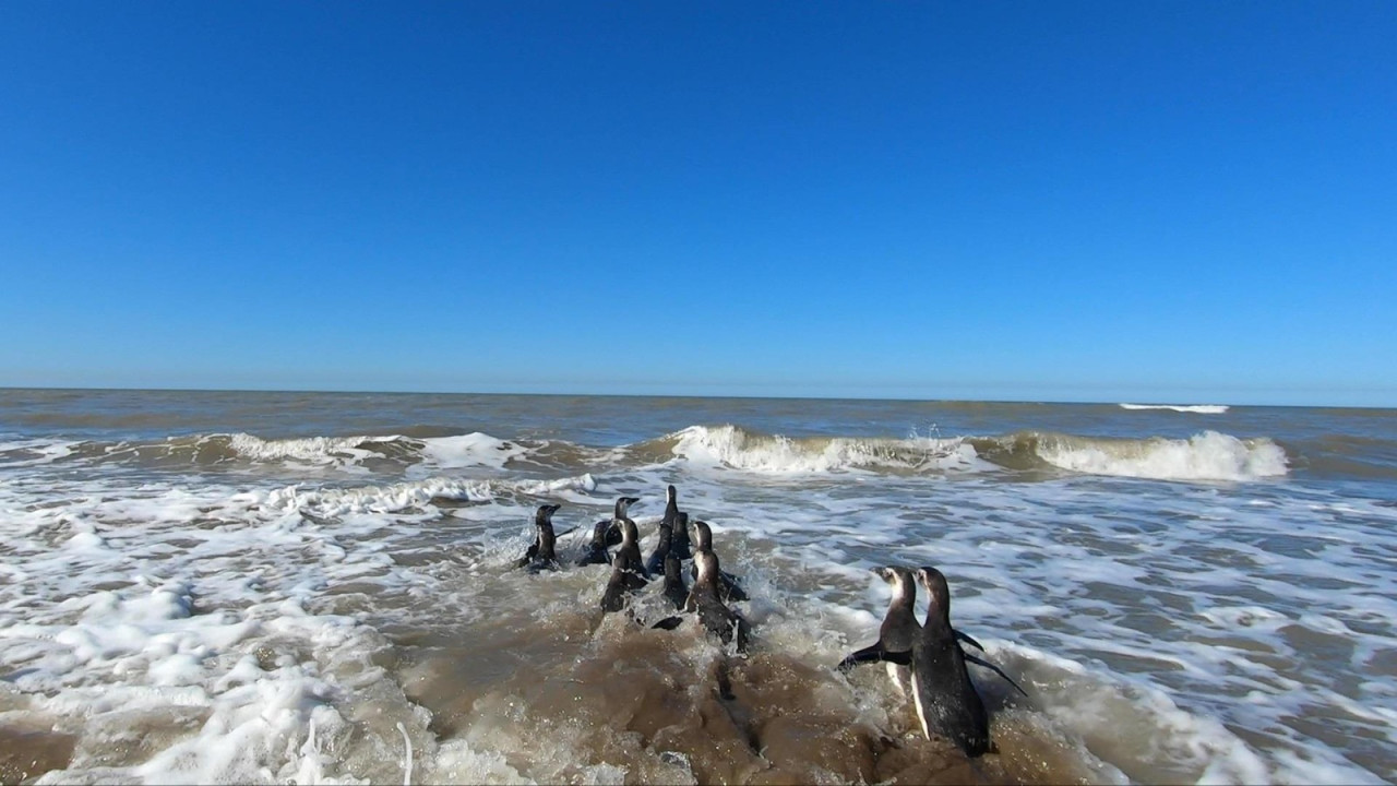 Pingüinos devueltos a su hábitat. Foto: X/Fundación Mundo Marino