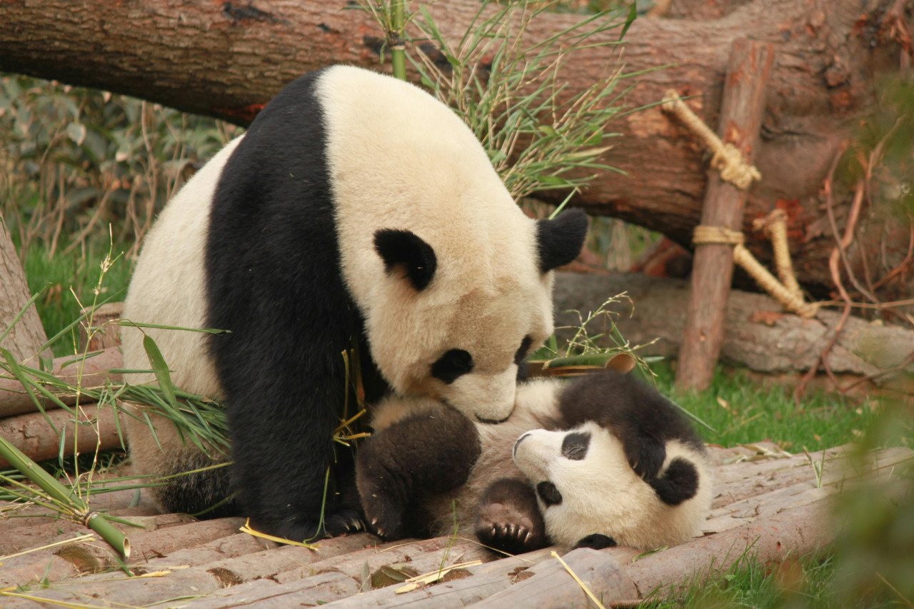 Pandas. Fuente: Pexels.