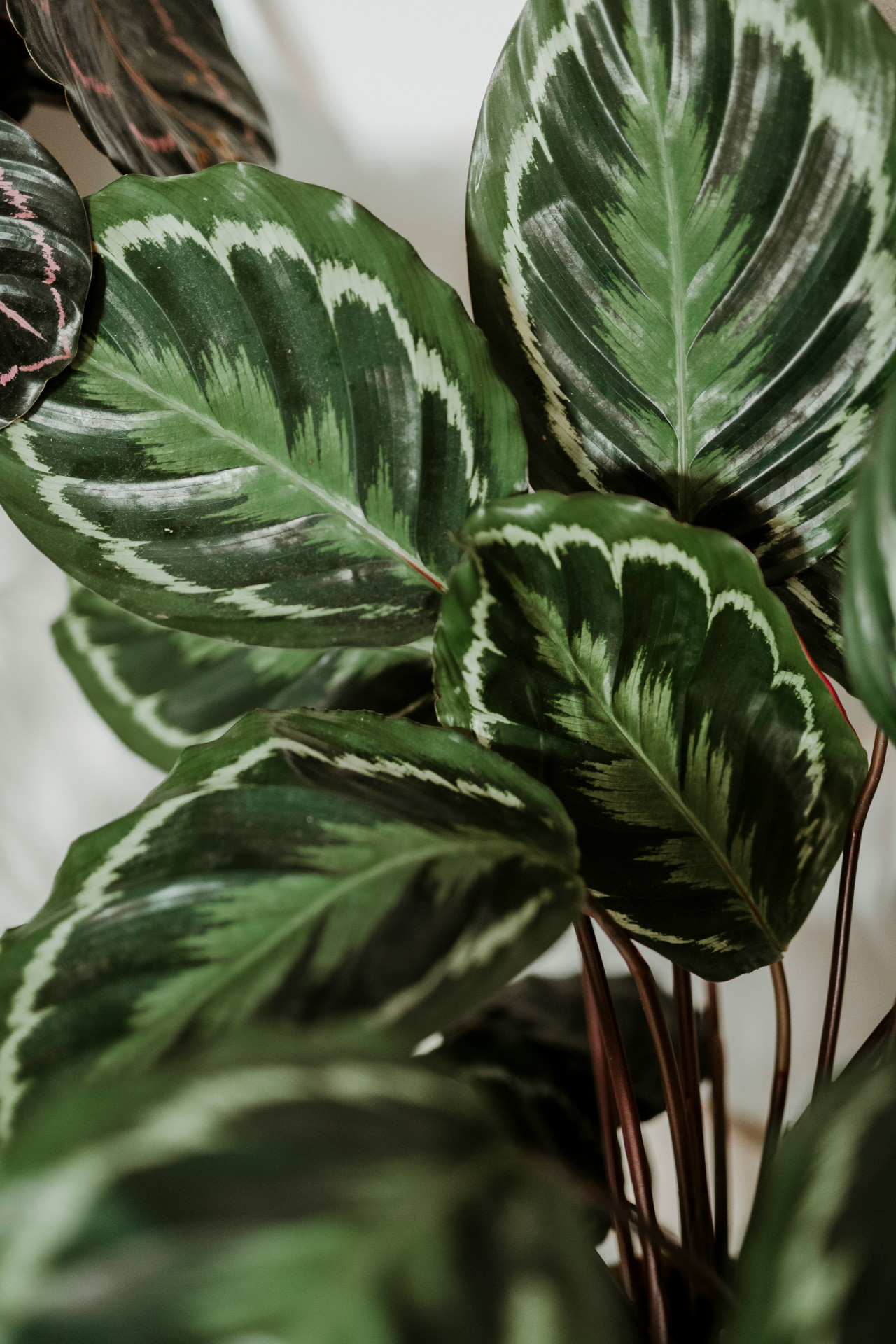 Calathea. Foto: Unsplash.