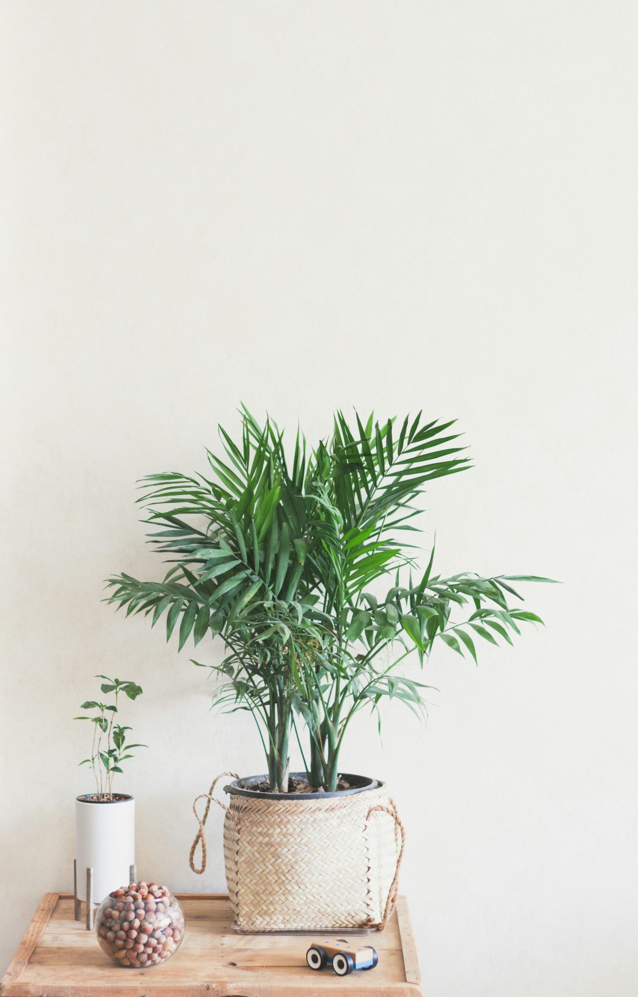 Areca. Foto: Unsplash.