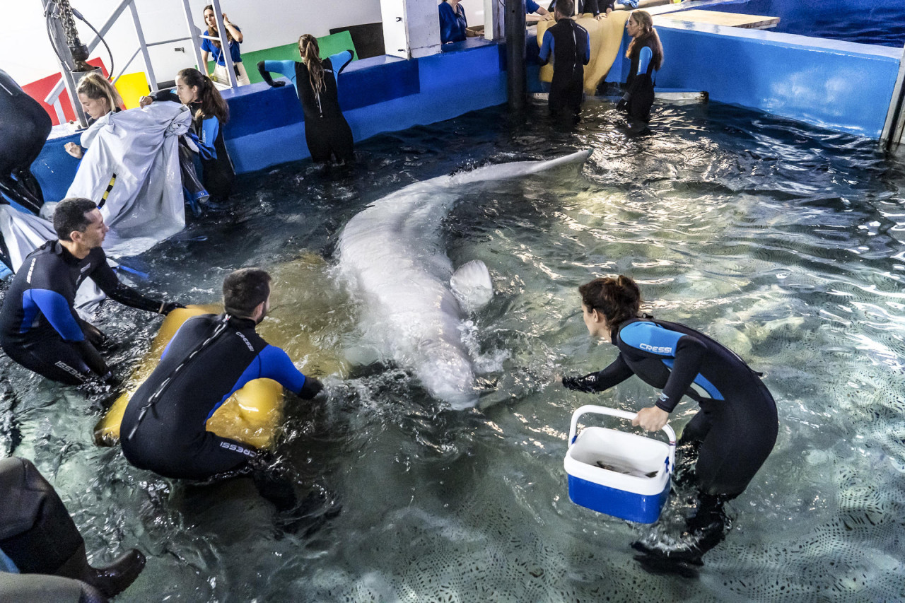 Traslado de dos belugas. Foto: EFE