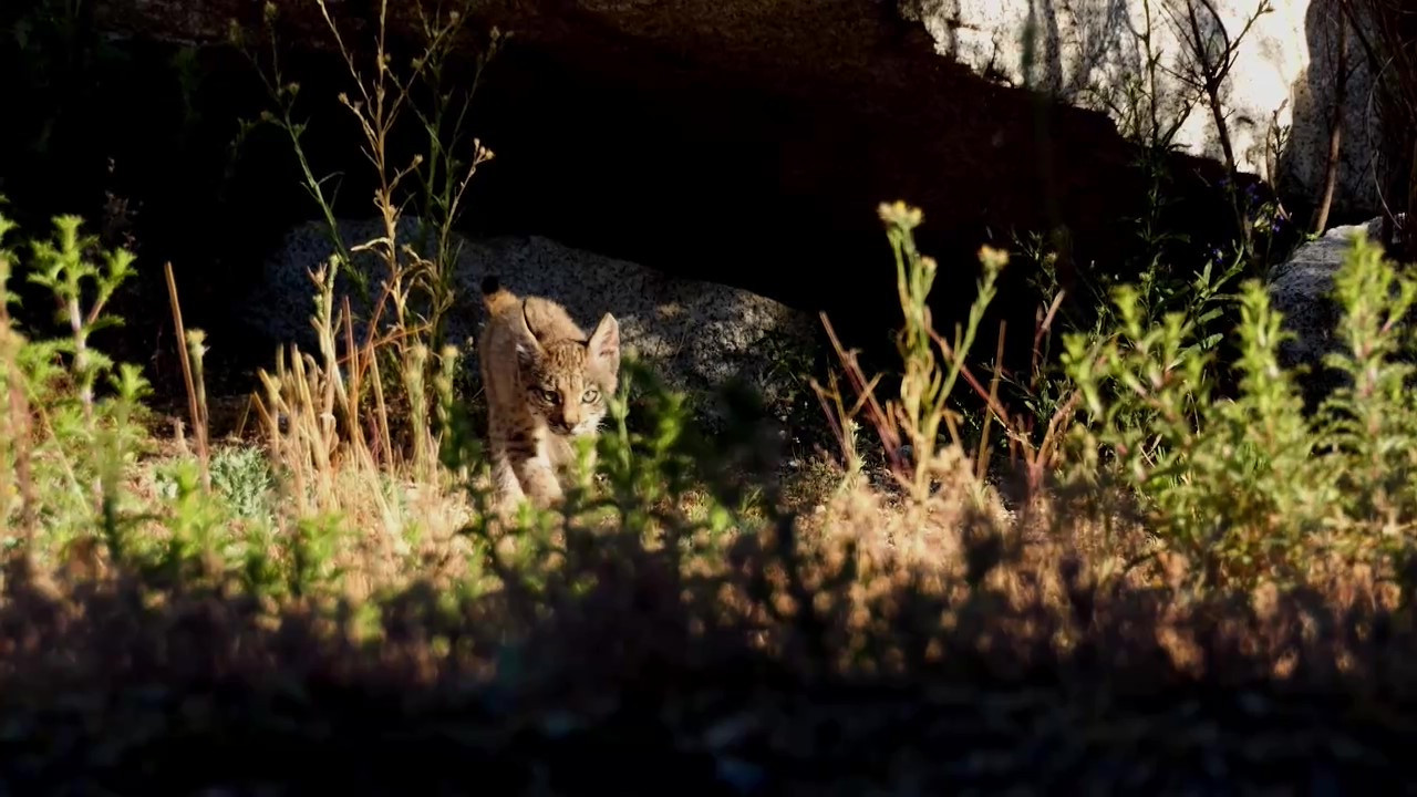 El lince ibérico pasó de estar "en peligro de extinción" a "vulnerable". Foto: Captura de video, EFE.