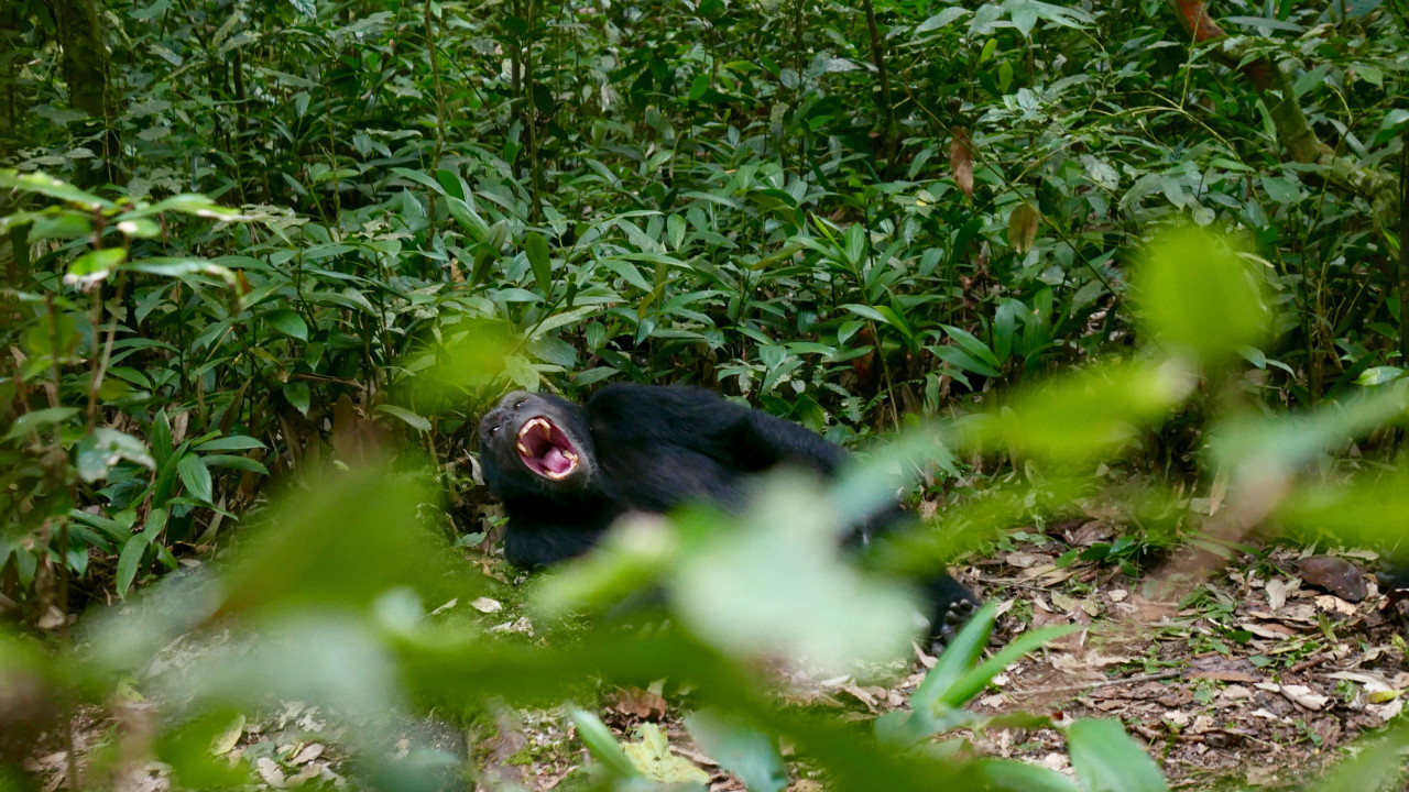 Chimpancés, animales. Foto: Unsplash