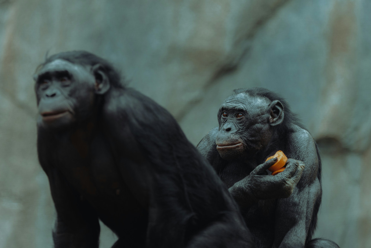 Chimpancés, animales. Foto: Unsplash