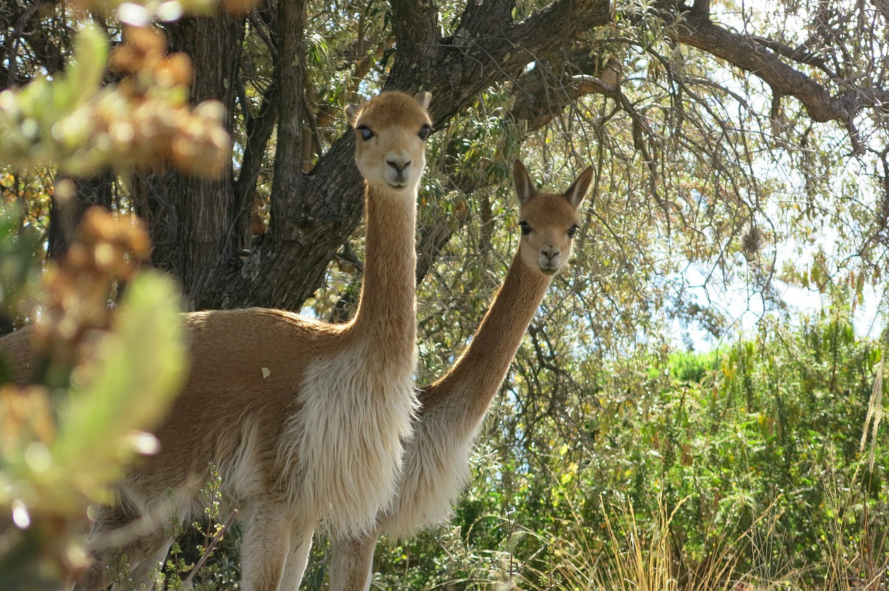 Vicuña, animal. Foto: Pixabay.