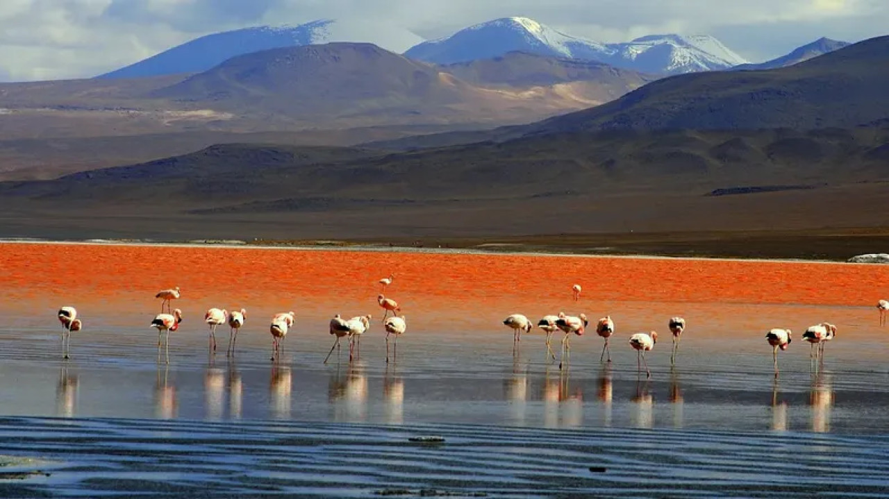 Laguna de Vilama. Foto: redes sociales.