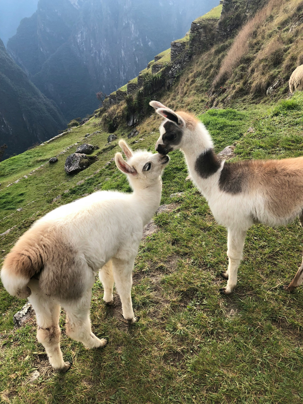 Alpacas. Foto Unsplash.