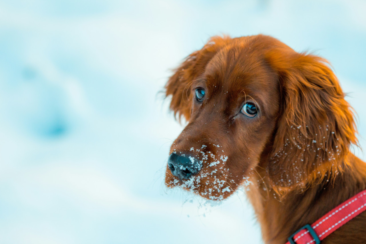 Perros, nieve, frío. Foto: Unsplash.