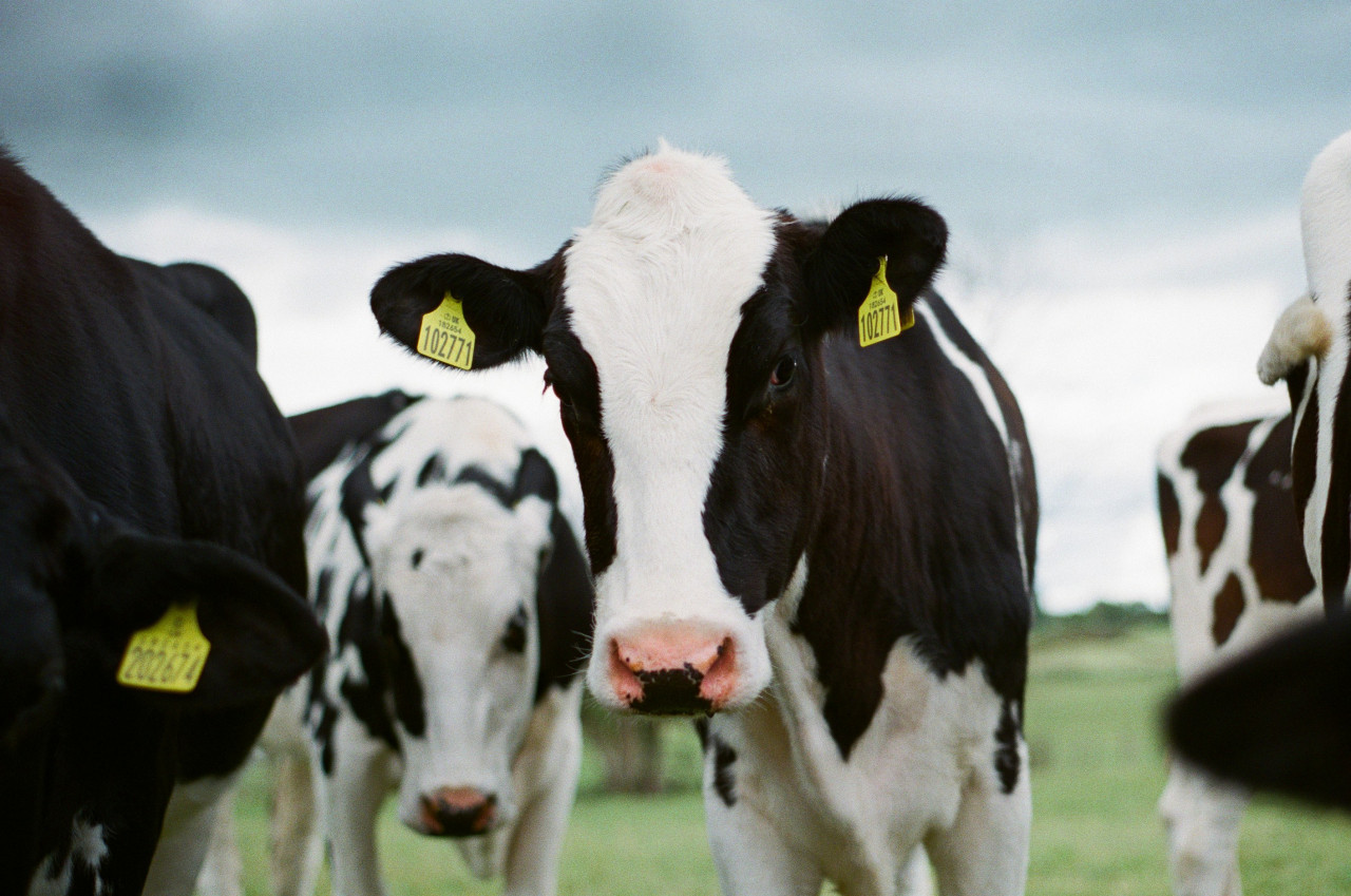 Vacas. Foto: Unsplash.