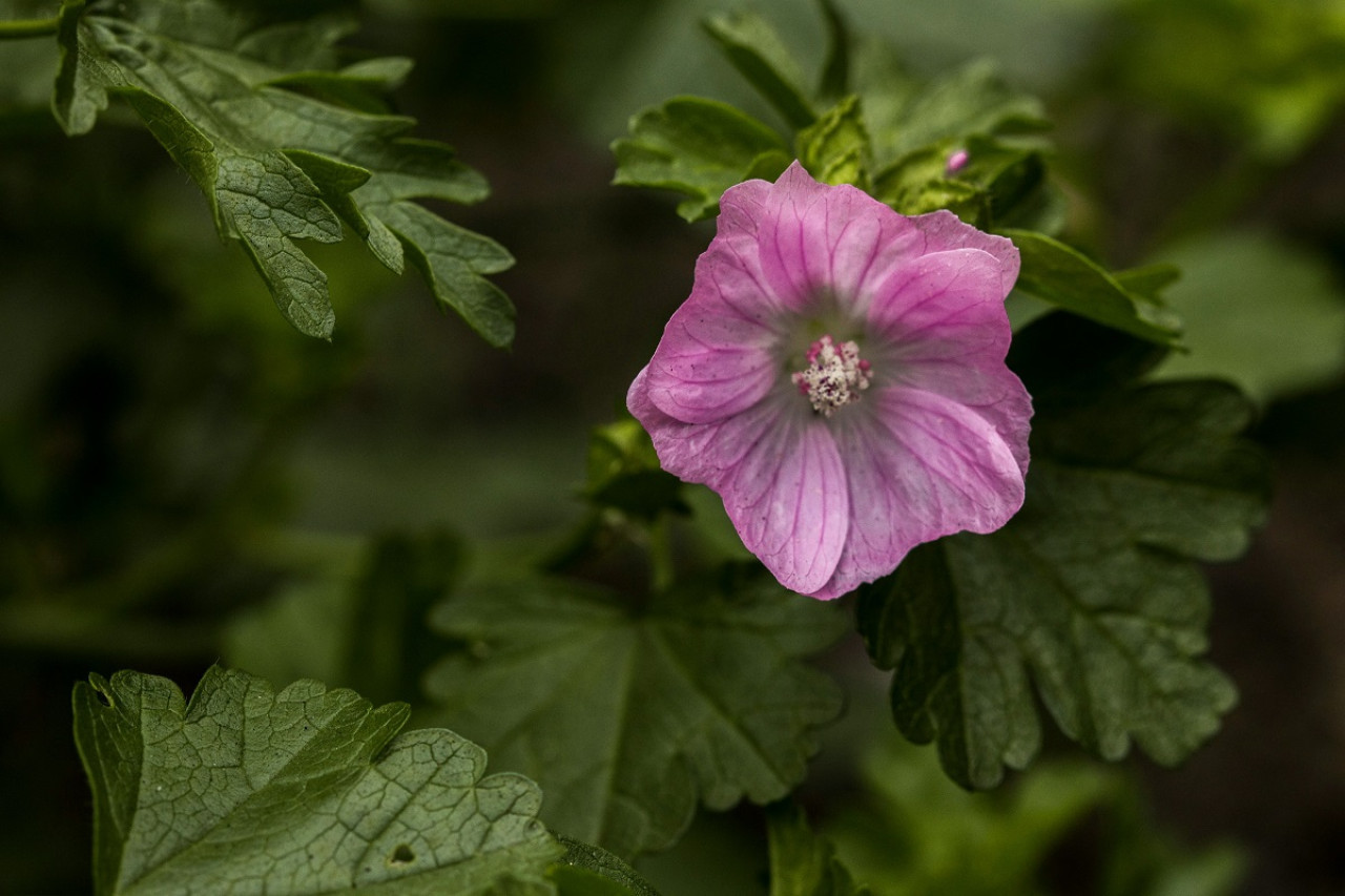 Planta de malva. Foto: Unsplash.