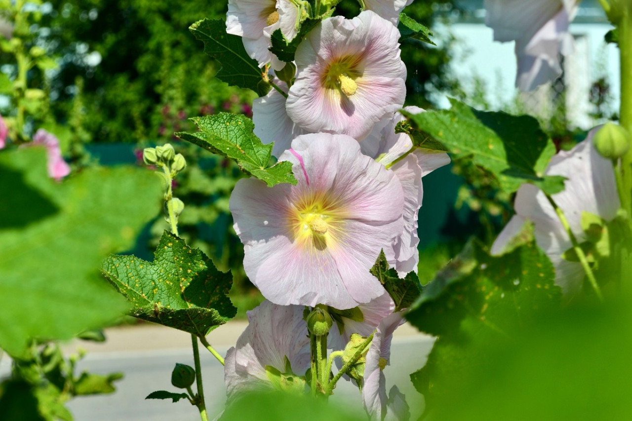 Planta de malva. Foto: Unsplash.