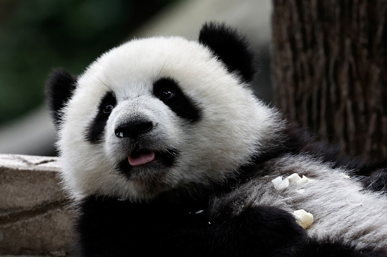 La pareja de pandas Yun Chuan y Xin Bao viaja desde China a un zoológico de Estados Unidos. Foto: Reuters.