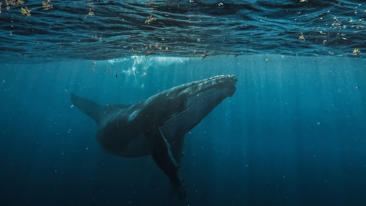 Ballena. Foto: Unsplash