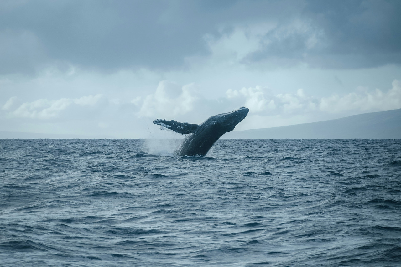 Ballena. Foto: Unsplash