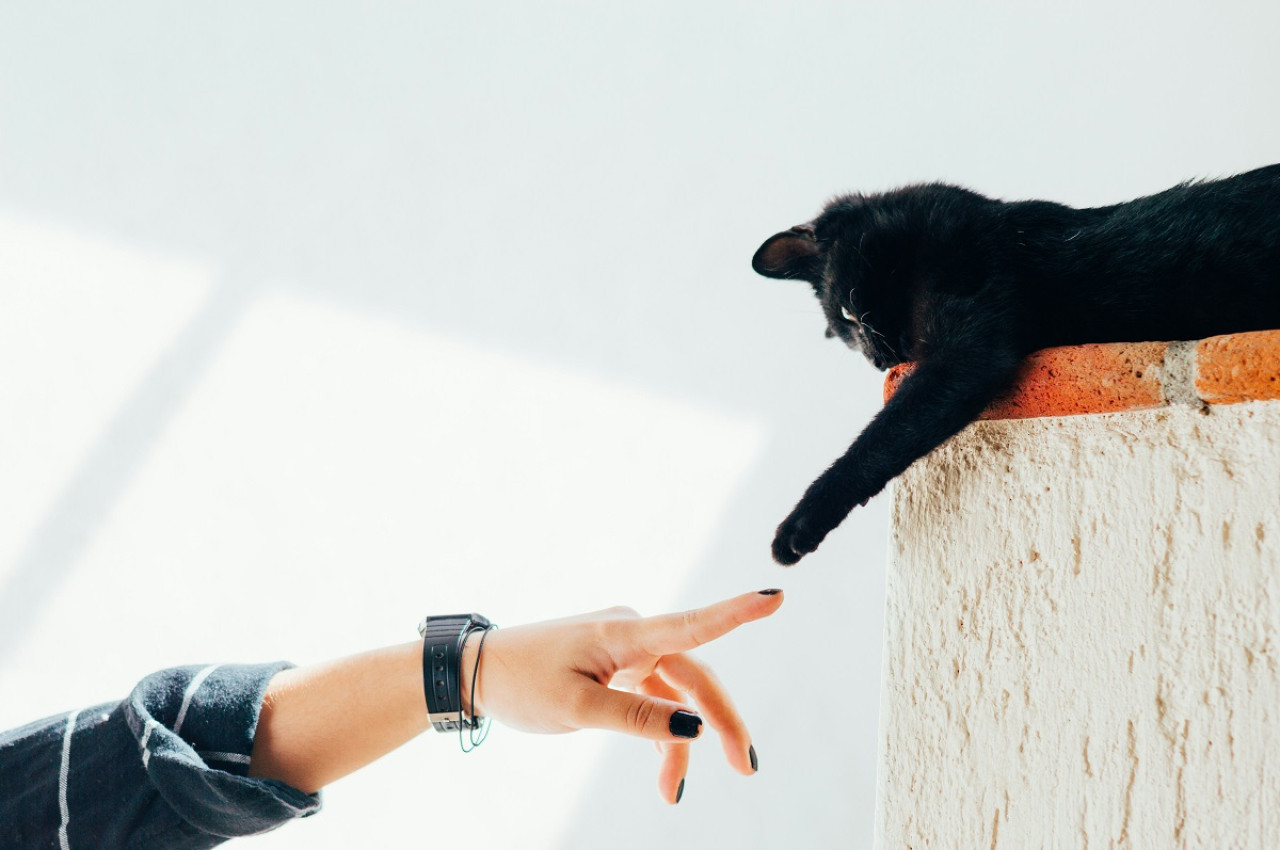 Gato; felino; mascota. Foto: Unsplash.