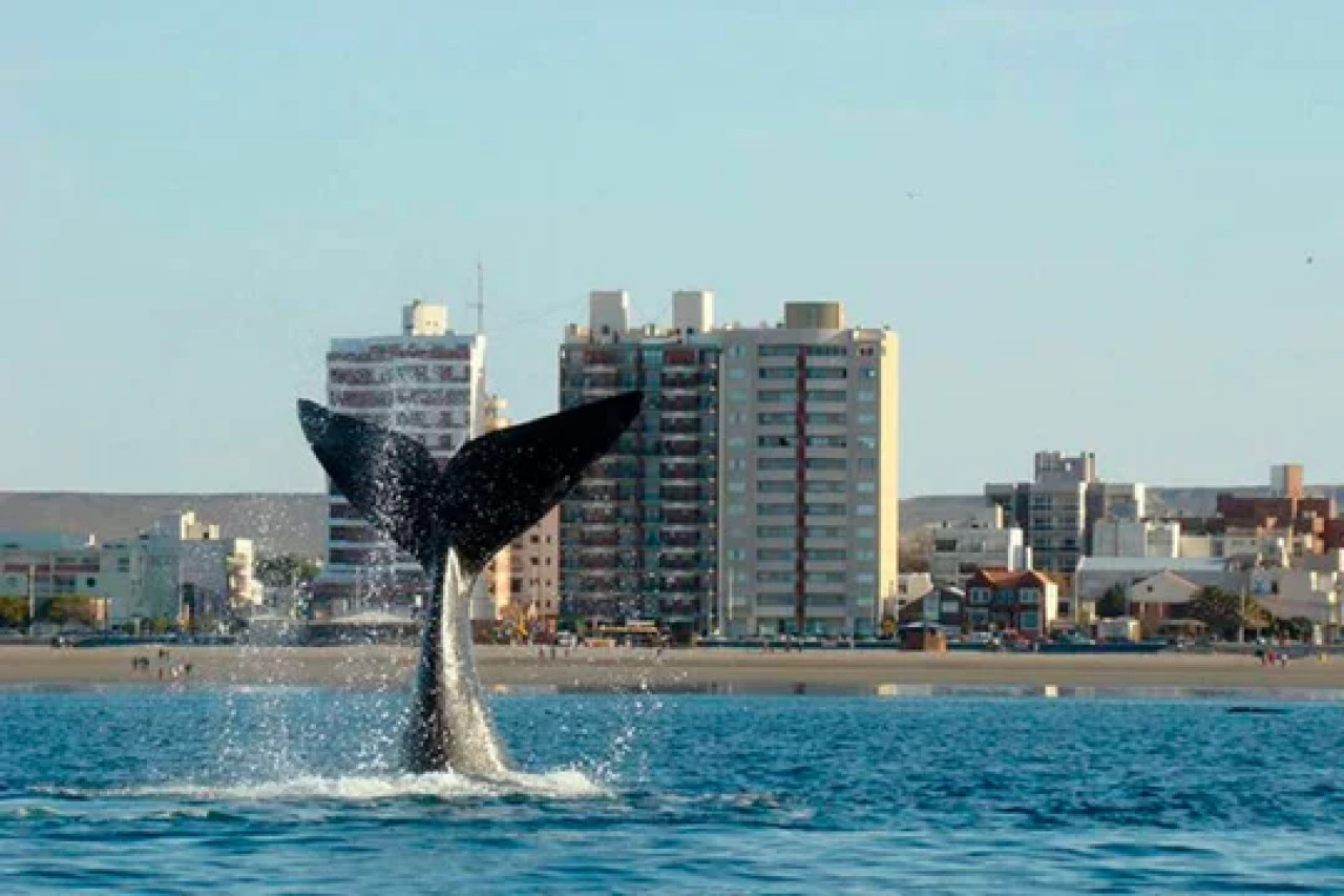 Temporada de ballenas. Foto NA.