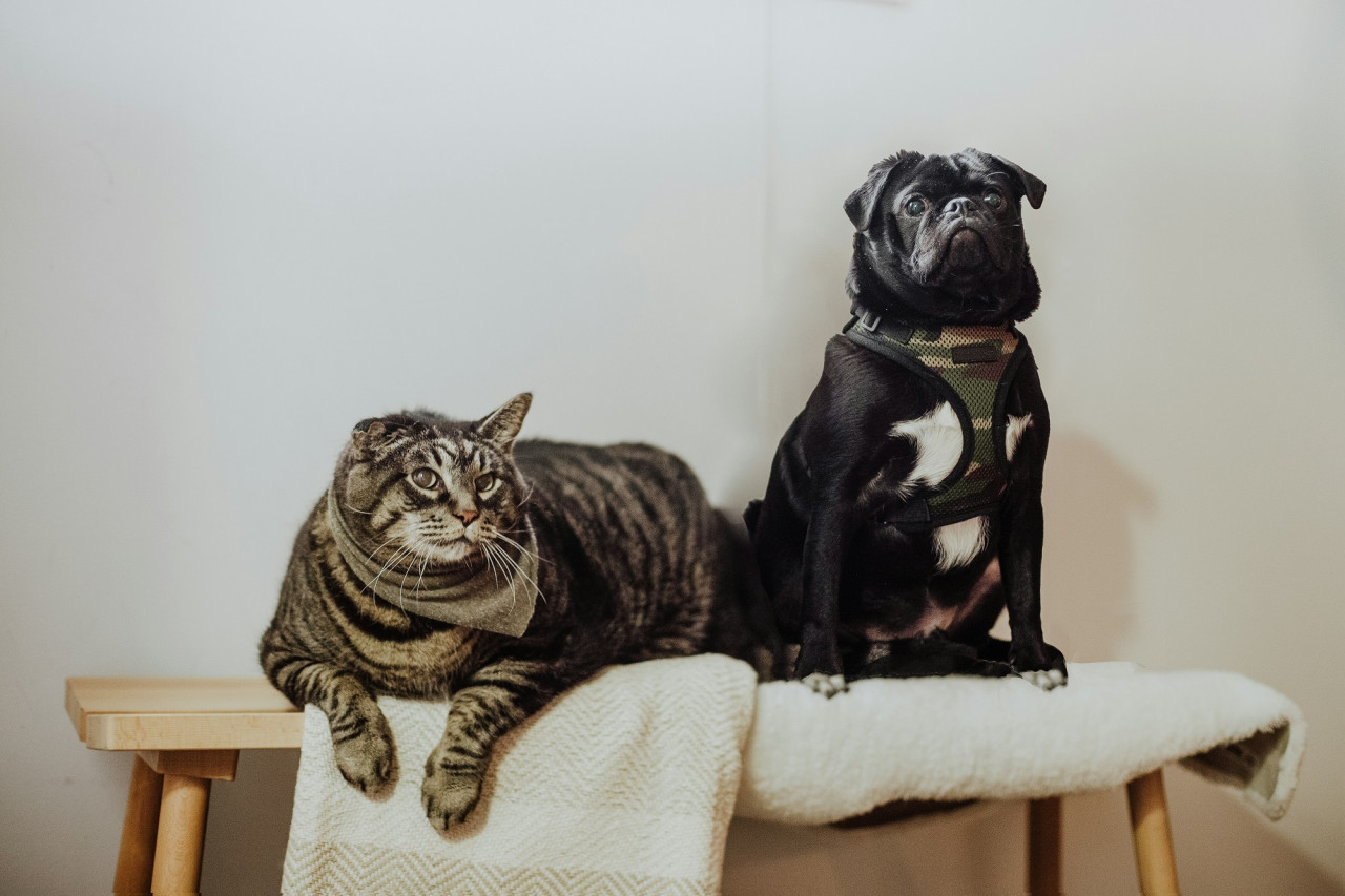 Perros y gatos. Foto Unsplash.