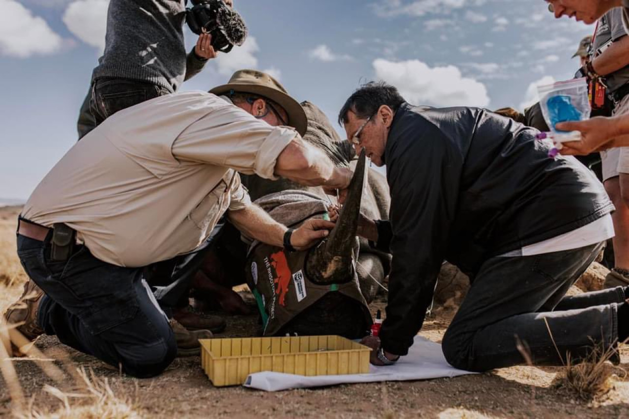 El insólito método para frenar la caza de rinocerontes en Sudáfrica. Foto: X/@rhisotope