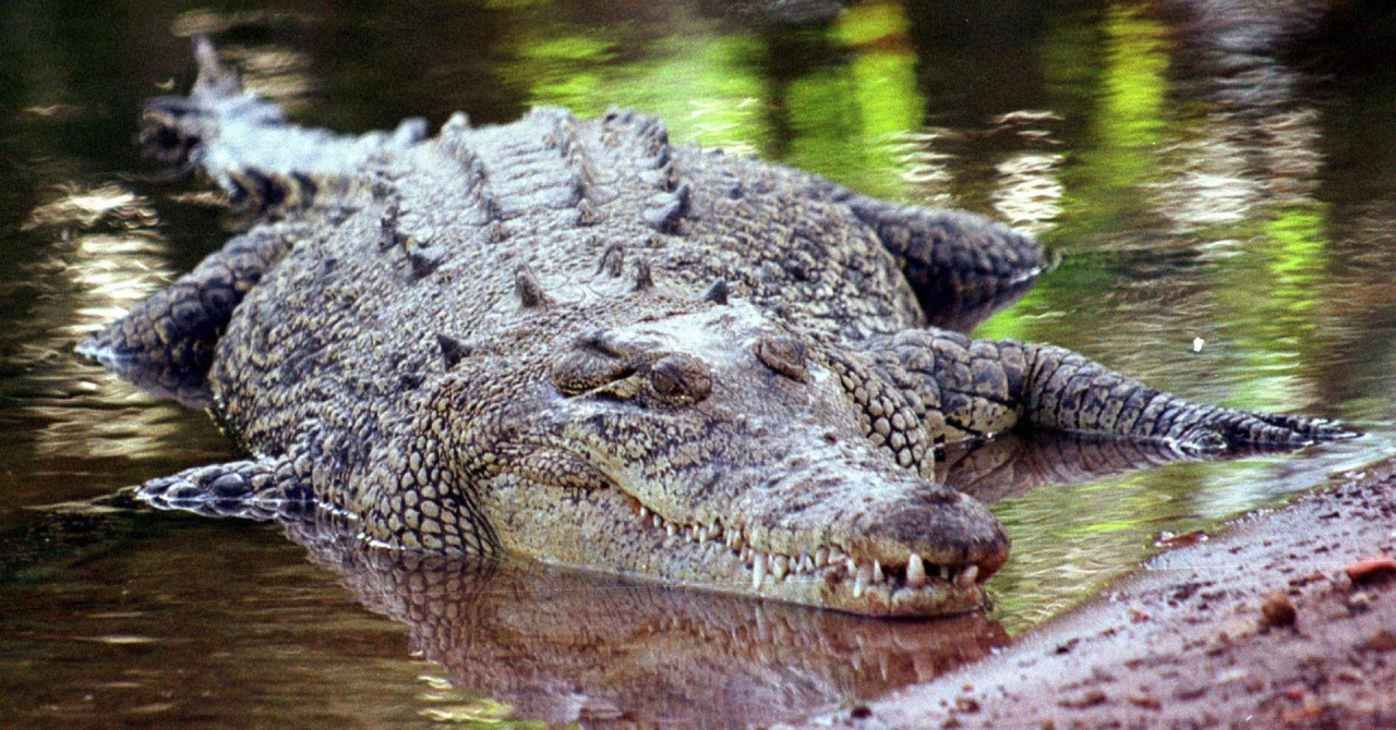 Cocodrilo de Australia. Foto: EFE.