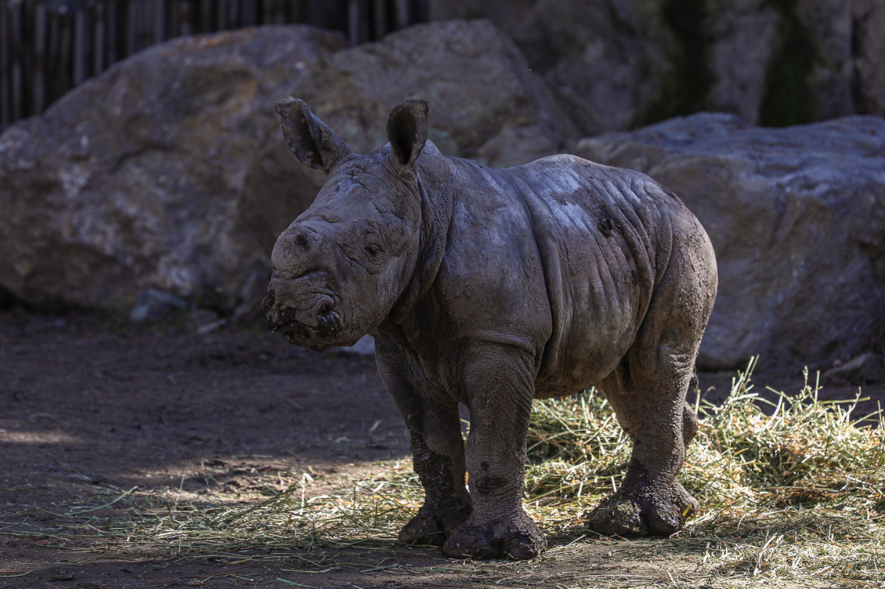 Nace en un zoológico chileno la tercera cría de rinoceronte blanco de Suramérica. Foto: EFE.